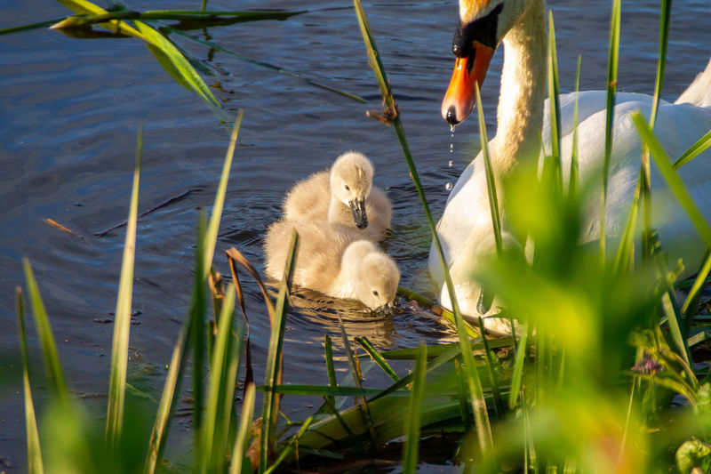 View of a duck in lake
