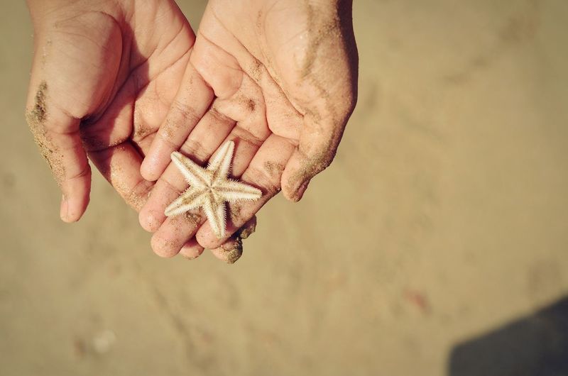 Cropped hands holding dead starfish at beach