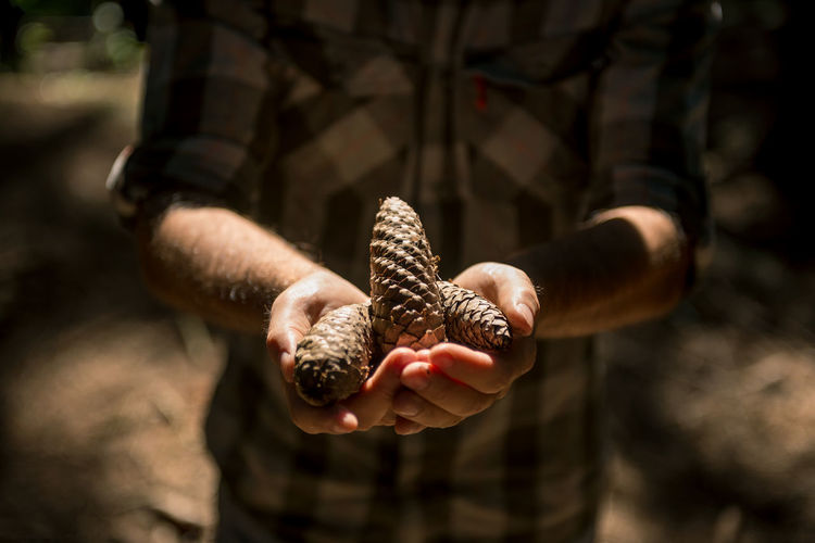 Midsection of man holding pine cones