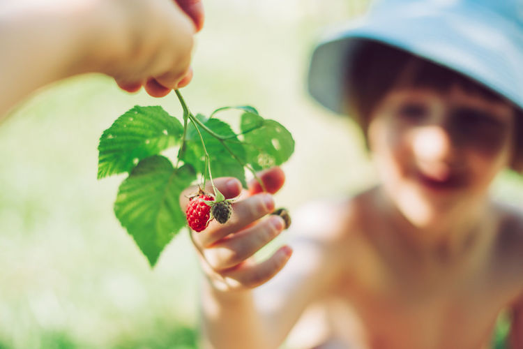 Child boy hands touch and take fresh raspberries with green leaves from his mother's hand at garden.