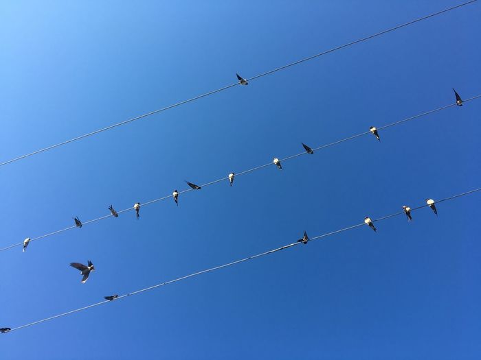 Flock of birds perching on power lines