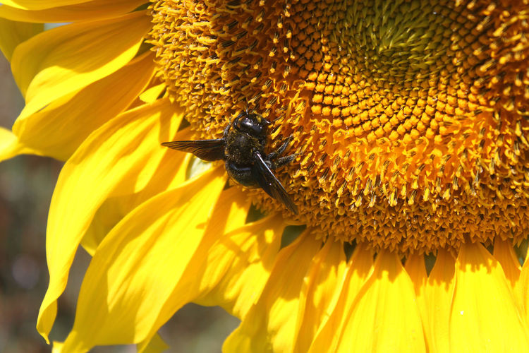 Bee laid on a sunflower photographed closely
