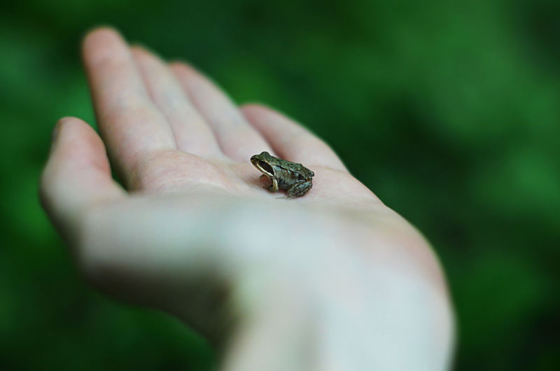 Close-up of hand holding frog