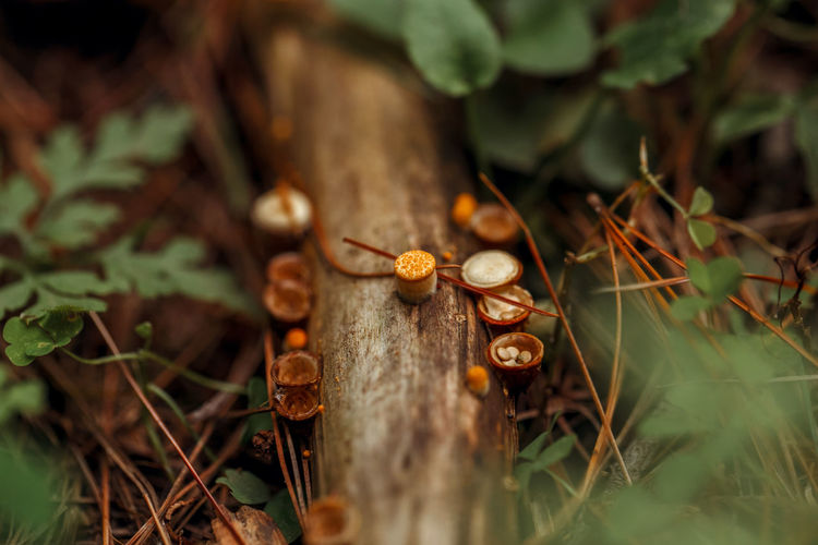 Close-up of dried mushroom growing on field