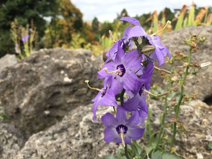 Close-up of purple flowering plant