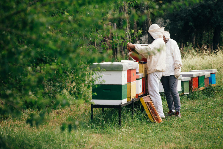 Beekeepers examining beehives on land