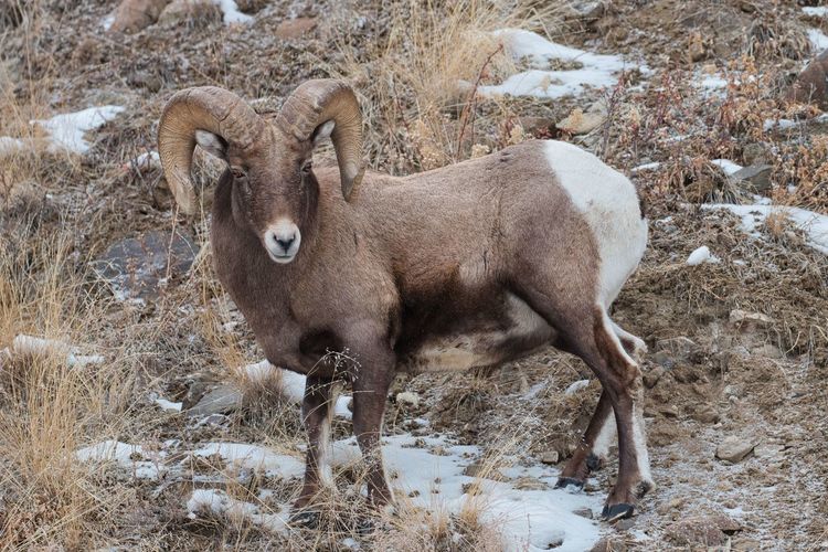Male mountain sheep  with full curl horns in yellowstone national park