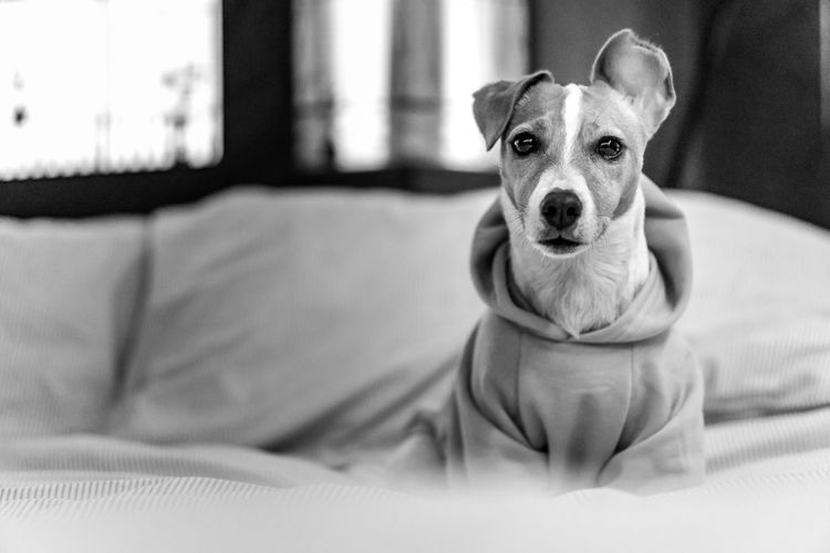 Black and white portrait of tsunami the jack russell terrier dog relaxing on a bed