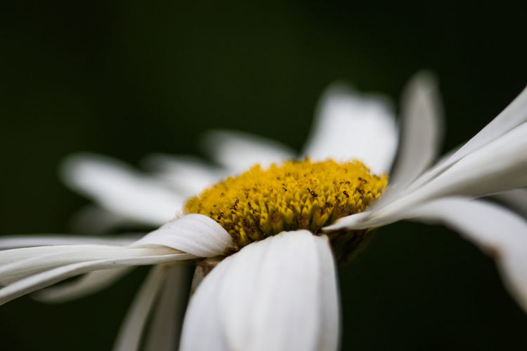 Close-up of white flower on plant against black background