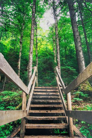 Low angle view of wooden steps in forest