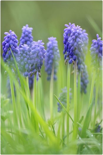 Close-up of grape hyacinth in field