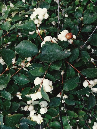 Close-up of white flowering plant on tree