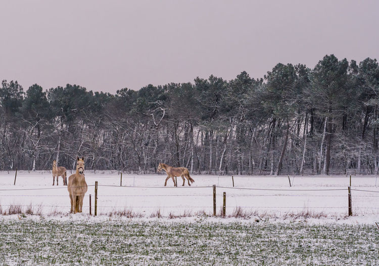 View of horses on field during winter