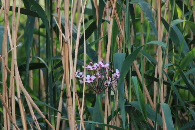 Close-up of pink flowering plants