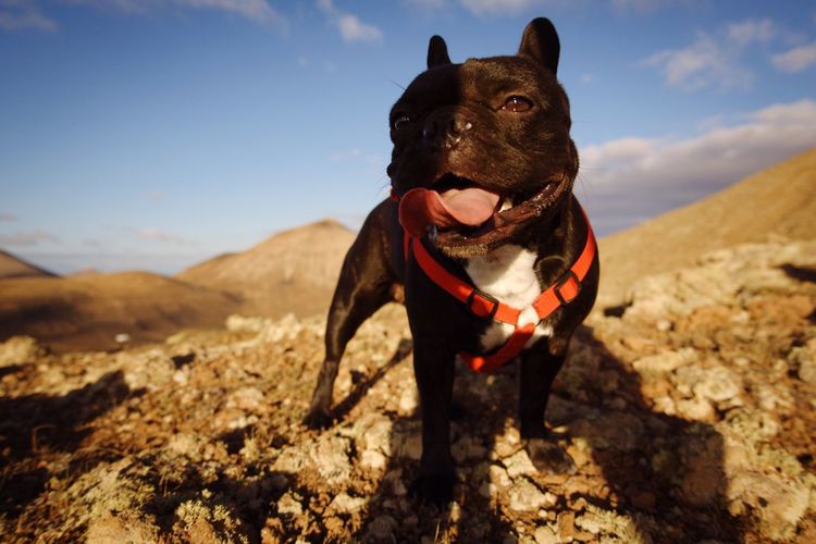 Close-up of french bulldog on hill