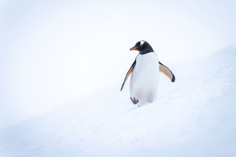Penguin on snow