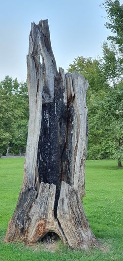 View of tree trunk in park