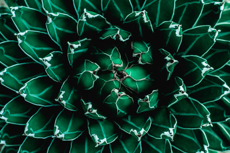 Closeup agave cactus, abstract natural pattern background and textures, dark blue toned