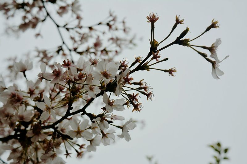 Close-up of white flowers blooming on tree against sky