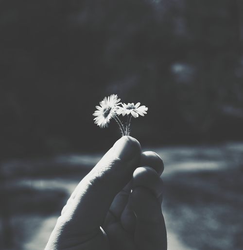 Close-up of hand holding dandelion against white background