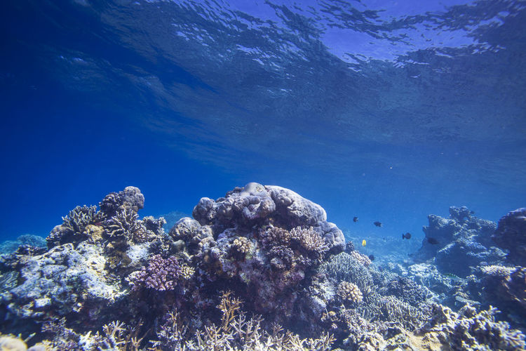 Close-up of seaweed underwater