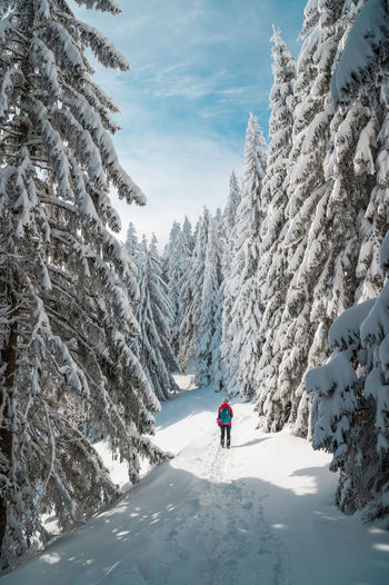 Rear view of woman hiking in snow covered forest