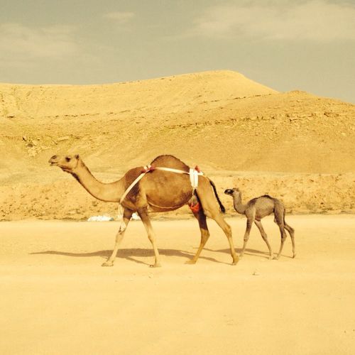 View of camel on landscape