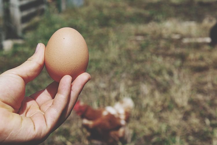Close-up of hand holding brown egg at farm