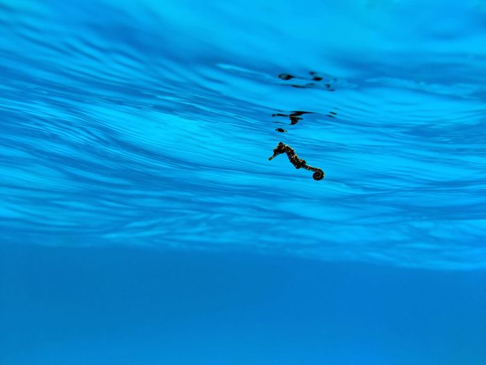 View of birds swimming in sea