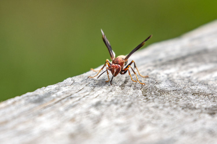 Close-up of insect on wood