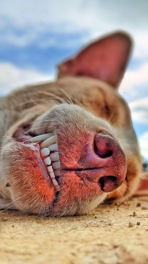 Close-up of a dog resting