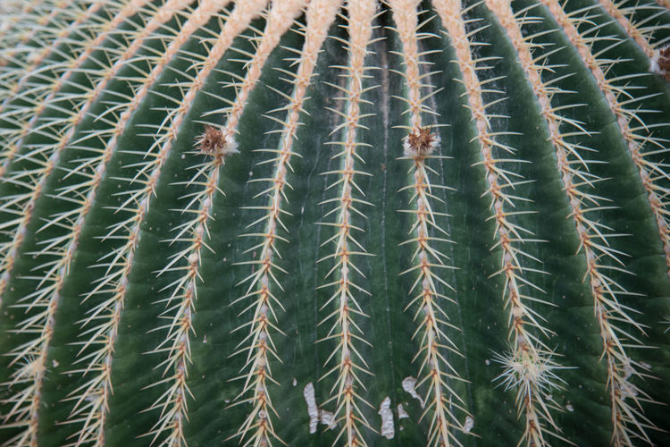 Full frame shot of golden barrel cactus