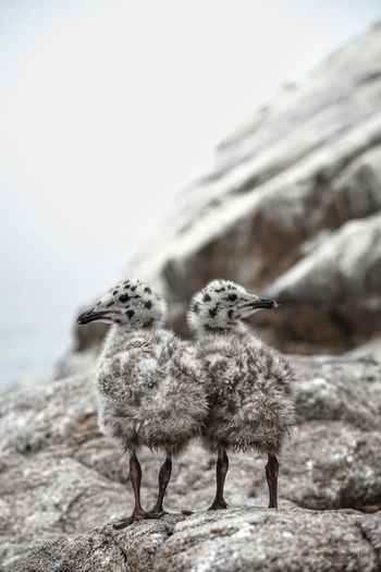 View of birds on rock