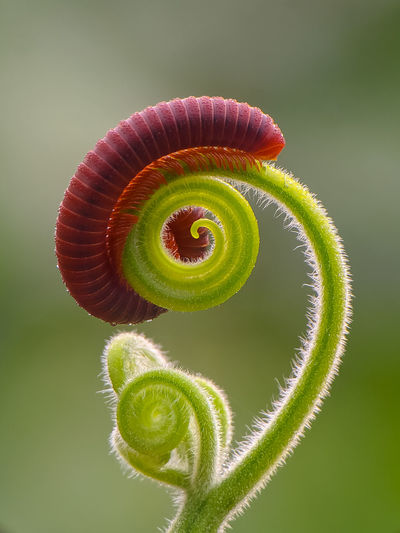 Close-up of spiral leaf with centipede