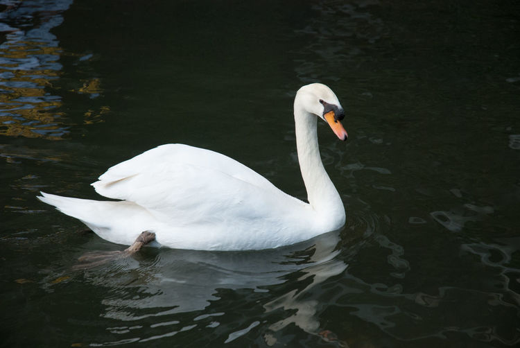 Close-up of swan in water