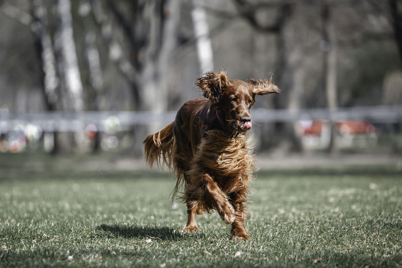 Dog running in a field