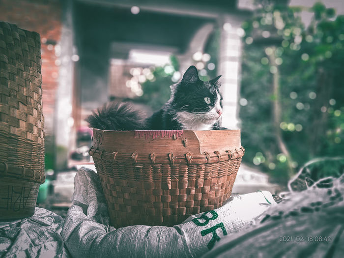 Cat relaxing in basket
