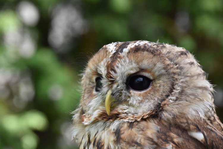 Close-up of a screech owl