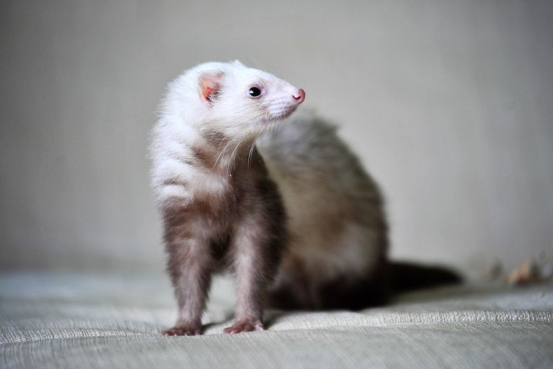 Close-up of ferret looking away