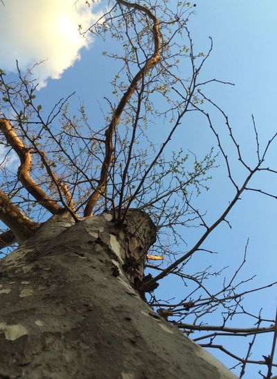 branch