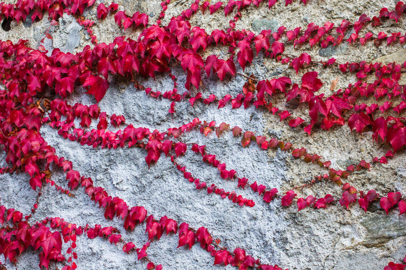 Pink ivy leaves on rough wall