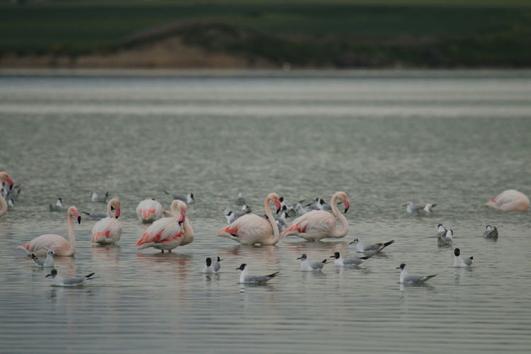 Flamingo birds in salt lake