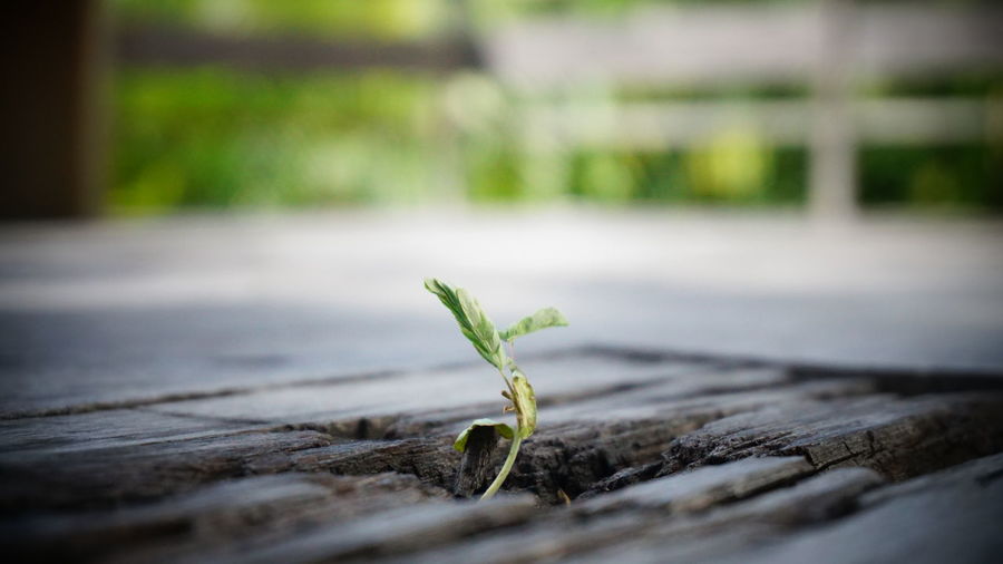 Close-up of small plant growing on pier