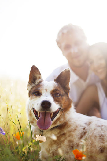 pet