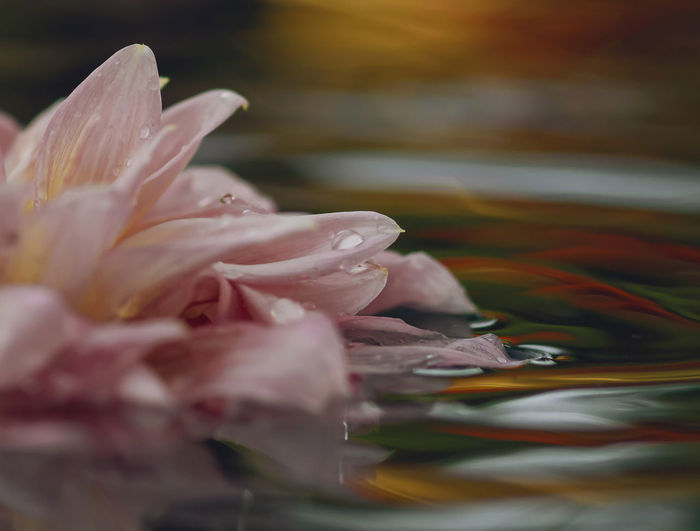 Close-up of wet pink flower