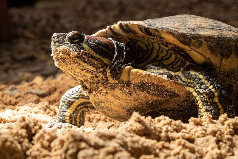 Close-up of tortoise on sand 