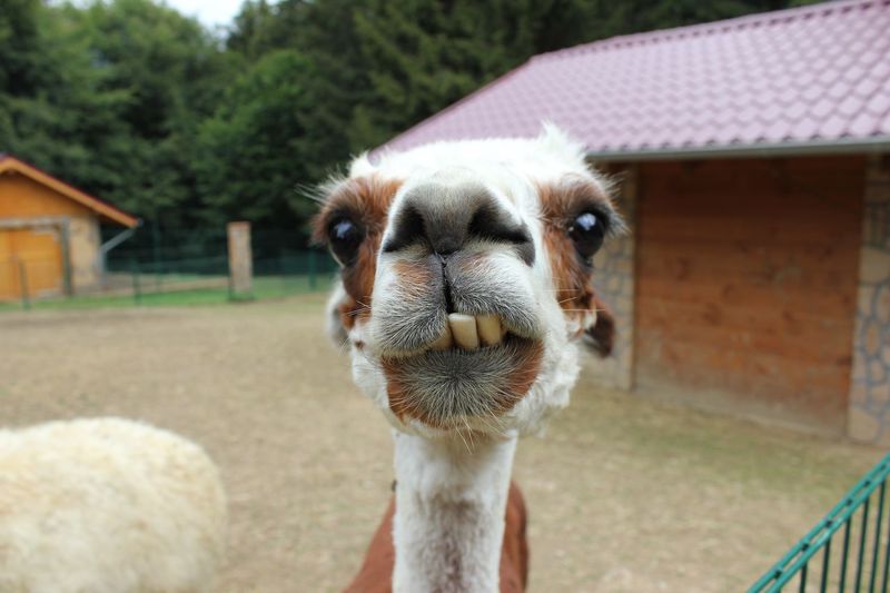 Close-up portrait of a horse