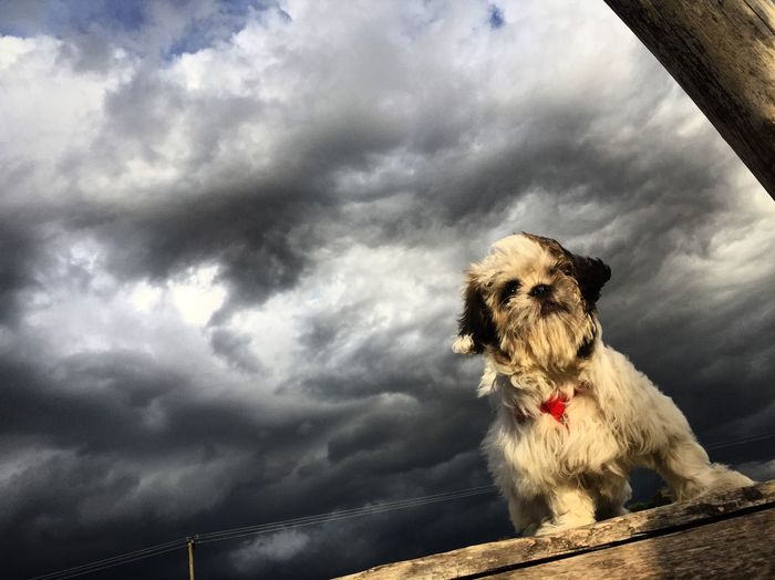 Low angle view of dog on rock against cloudy sky