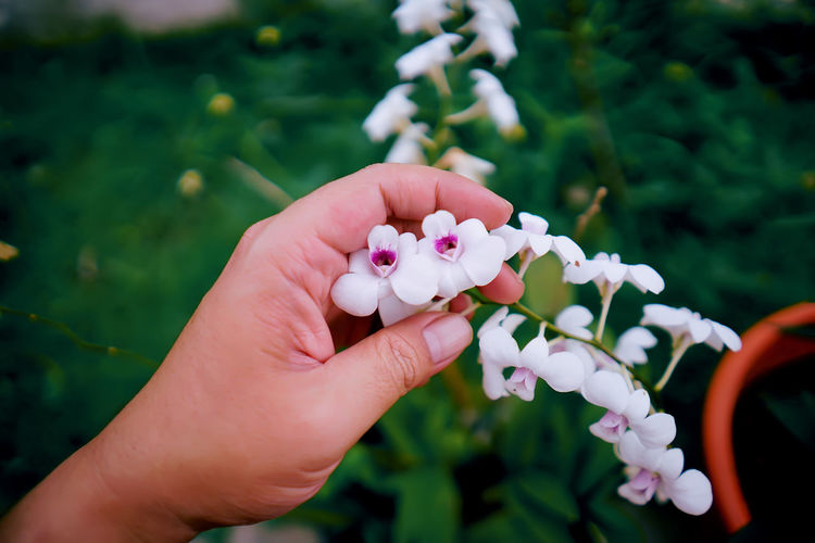 Close-up of hand touching white flowering plant