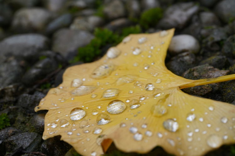 Close-up of raindrops on yellow leaf